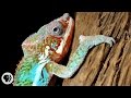 Nature's Mood Rings: How Chameleons Really Change Color | Deep Look