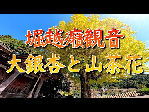 堀越癪観音の大銀杏／かつらぎ町串柿の里/四郷(20241125)