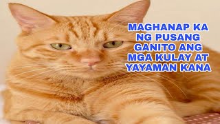 MAGHANAP KA NG PUSANG GANITO ANG KULAY AT YAYAMAN KANA APPLE PAGUIO7