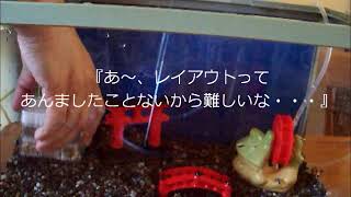 【金魚】昔懐かしい金魚レイアウト水槽