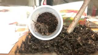 Poecilotheria Ornata Sling Feeding.