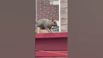 Look Who Stopped By To Visit The Garden Mrsquirrel 