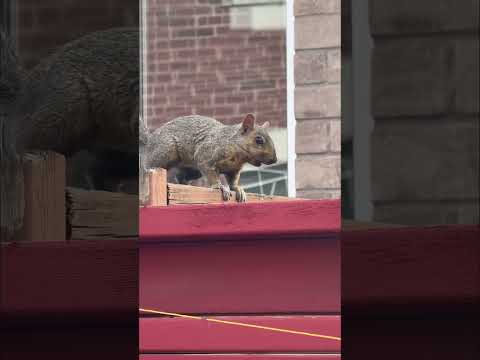 Look Who Stopped By To Visit The Garden Mrsquirrel