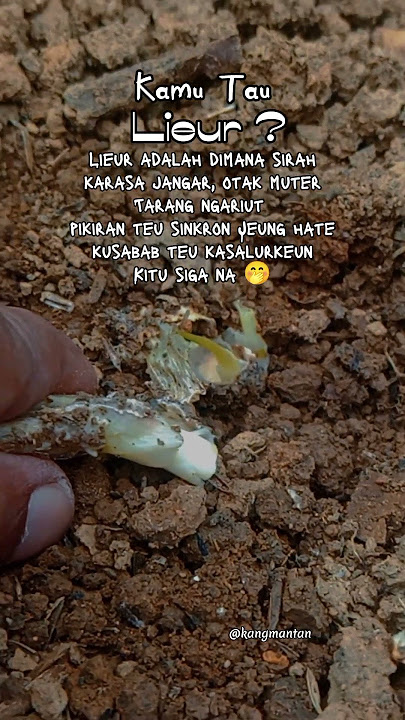 Busuk pangkal batang pada bawang daun