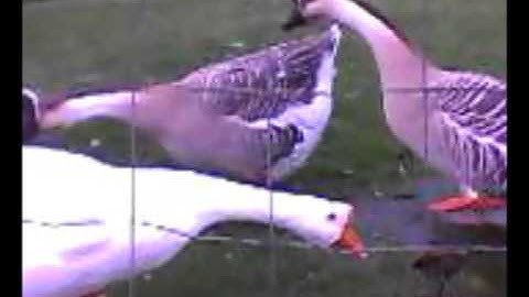 Igor Stravinsky - Tango