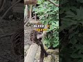 Army Trained On Cruel Monkey Hunters