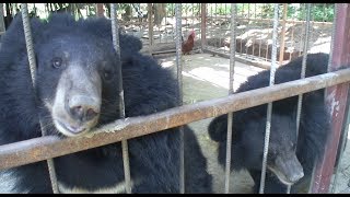 KNDO JUNGLE DOCTOR: Episode Two: The Bears of Mu Aye Pu screenshot 4
