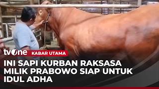 Presiden Prabowo Beli Sapi Jenis Limosin untuk Idul Adha | Kabar Utama