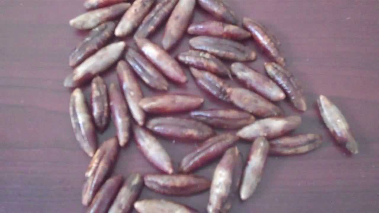 Deglet Noor Date Palm Seeds YouTube