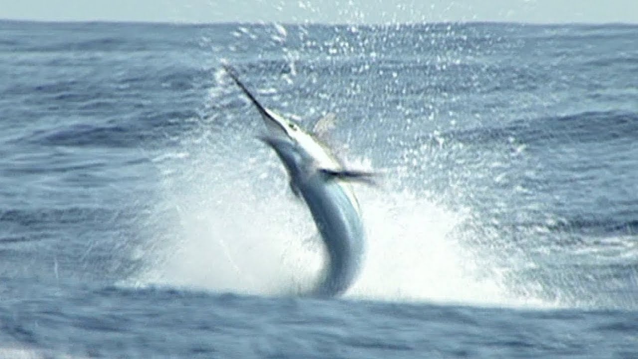 Epic Marlin Run in Mazatlán! John Shaw & Jeronimo Jergens Hook Three at Once