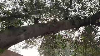 Adventitious roots