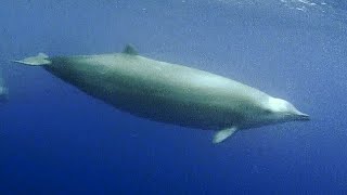 Facts: True's Beaked Whale