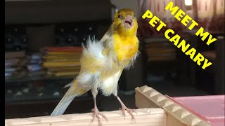 Cutest Pet Canary Bird You Will Ever See ❤ ❤ ❤ | Canary Singing | canary sings too loud screenshot 2
