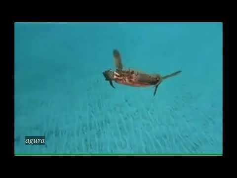 Cara Kepiting Berenang