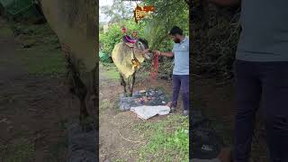 खिल्लार बैल | महाराष्ट्रातील अस्सल खिल्लार बैलांचे व्हिडिओ | Khillar Bull Maharashtra