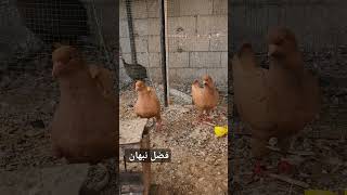 حمام بلجيكي