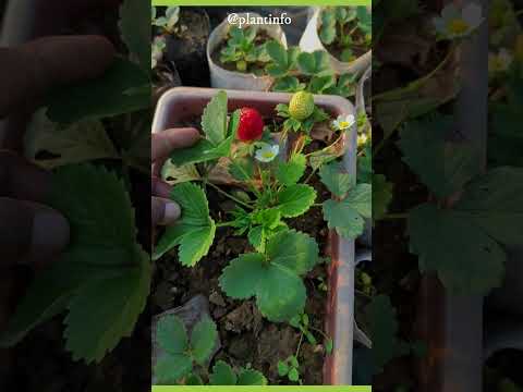 วีดีโอ: Aromas Strawberries – Aromas Strawberry Plant And Care Guide . คืออะไร