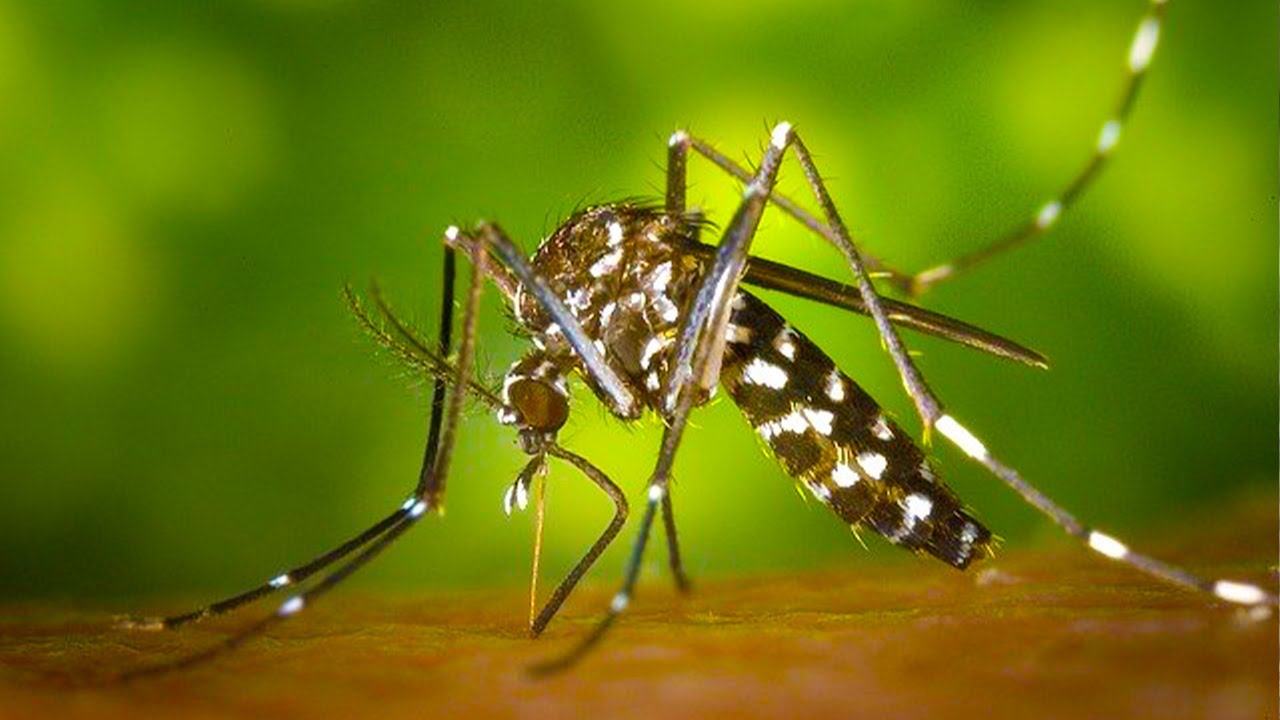 Why Mosquitoes Are The Deadliest Insect On Earth