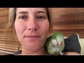 Morning cuddle with Mum - Quaker parrot talking chatterbox