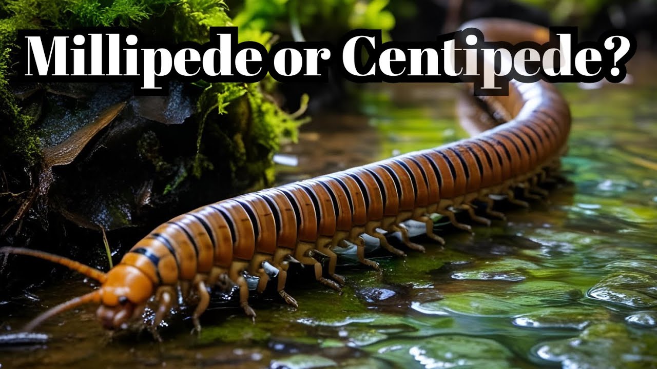 Whats The Difference Between Centipedes and Millipedes?