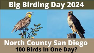 Birding North County San Diego in One Day. Can I Find 100 Bird Species?