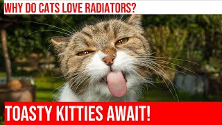 Toasty Kitties: The Fascination with Radiator Warmth by Meow-sical America 26 views 5 months ago 4 minutes, 1 second