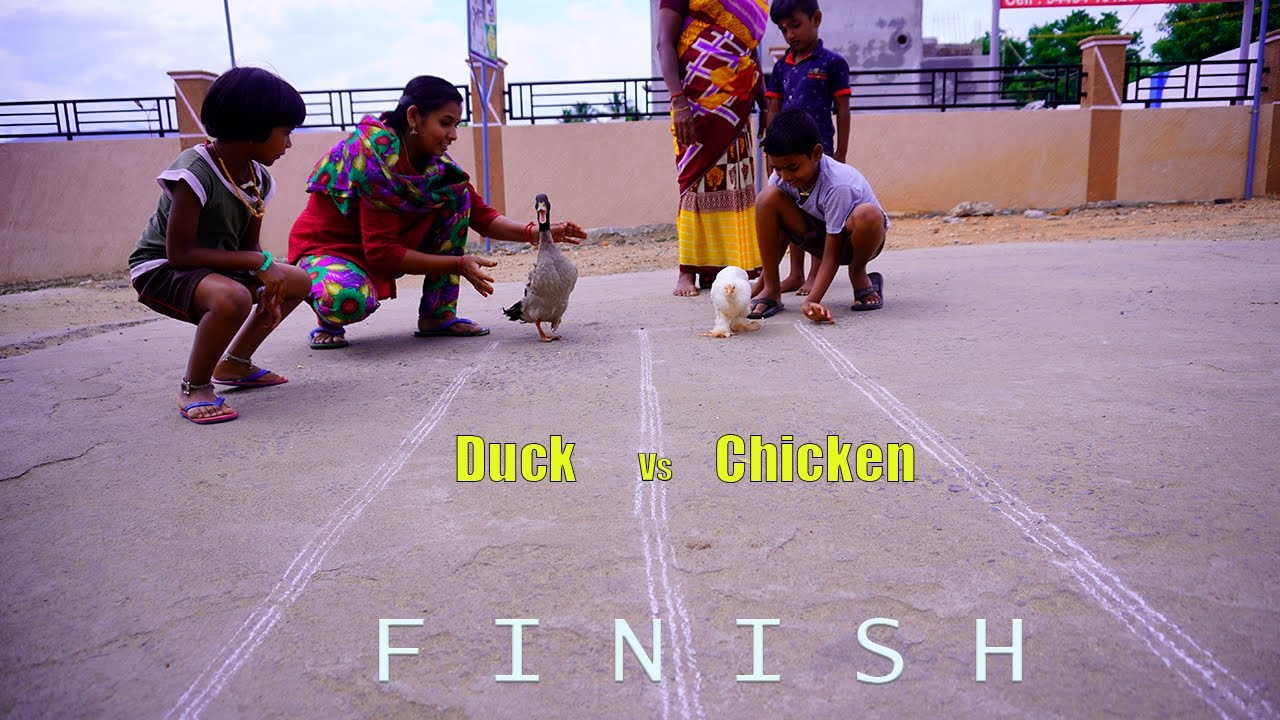 Duck vs Chicken Race | வாத்துக்கும் கொழிக்கும் ஓட்ட பந்தயம். யாரு Win பண்ணுவாங்க ?? |Abi 2.0