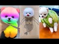 Cute pomeranian puppies doing funny things 8  cute and funny dogs 2024  vn pets