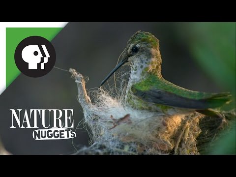 What Are Nests Made Of? | NATURE Nuggets