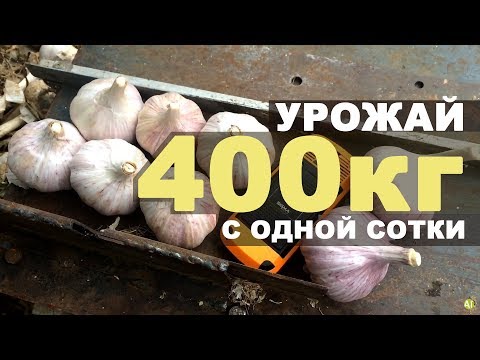 Урожайность чеснока - 400 кг с одной сотки!