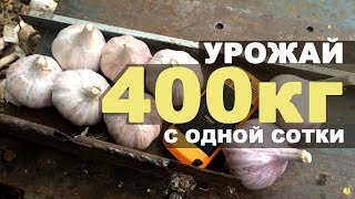 Урожайность чеснока - 400 кг с одной сотки!