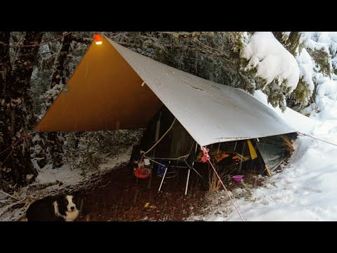 Video: 10 gode måder at forbinde med din hund