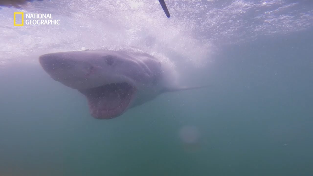 겁 없이 상어 골목에 들어간 사람들