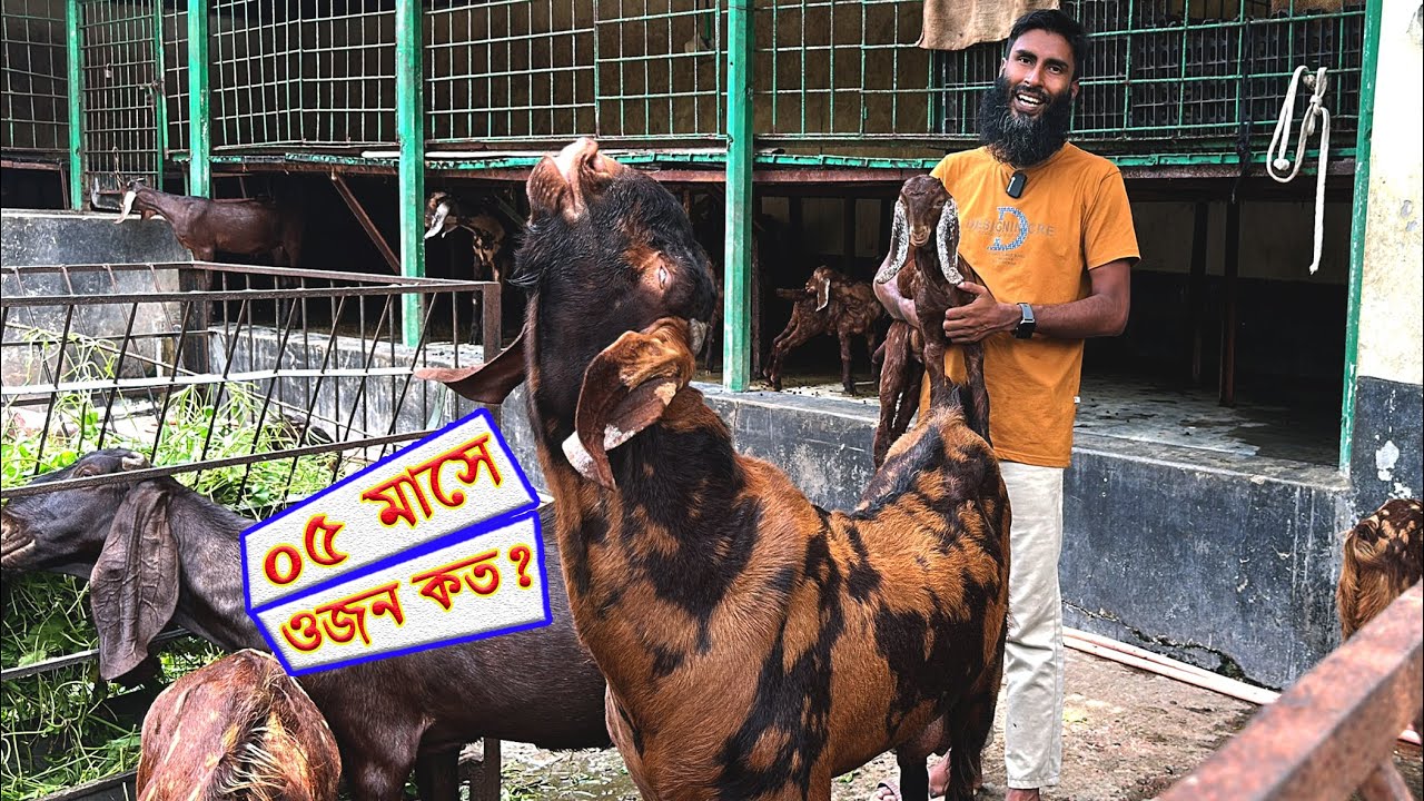 শিরোহী ছাগলের বাচ্চার ওজন কত কেজি জানলে আপনার খামারের লাভ বেড়ে যাবে ?