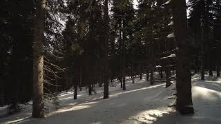 4K Winter Elegance Majestic Pine Trees In A Snowy Forest