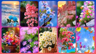 Koleksi Wallpaper Bunga, Dpz Cantik Dan Foto Profil Whatsapp @Wallpaper Alam Cantik
