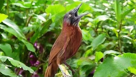 Tepus kepala abu gacor !! SUARA KOMBINASI NGEBREN NYIUL