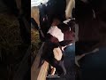 farming #viral #cow #foryou #shortvideos #ytshorts