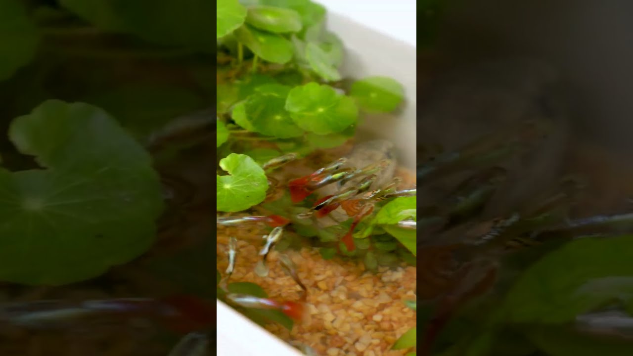 FELTON Malaysia - Planter Box Pond | Product Showcase