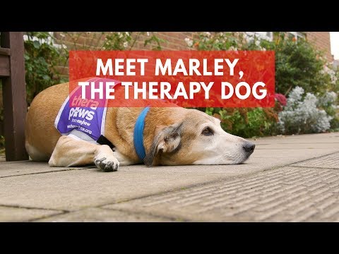 meet-marley,-the-adorable-therapy-dog-helping-people-with-dementia