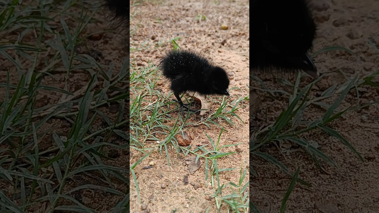 Baby Of Water Hen Bengali Dahuk Pakhi Baby Of Water Hen Bengali Dahuk Pakhi