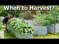 How to Know WHEN to Harvest Your Fruit and Vegetables?