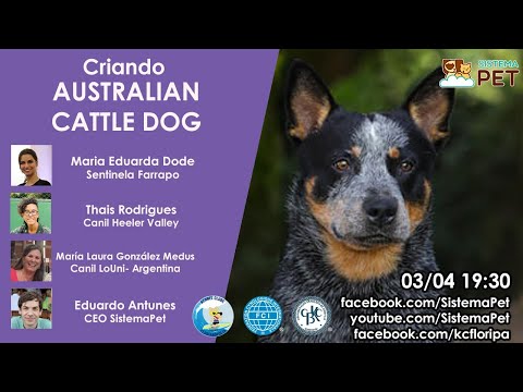 Vídeo: Australian Cattle Dog Raça Hipoalergênica, Saúde E Vida Útil