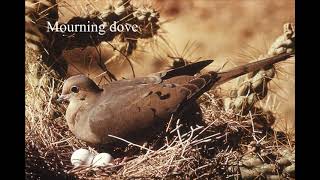 Birds of Farmington, NM