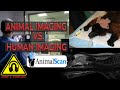 Z3P Clips: Animal Imaging vs  Human imaging