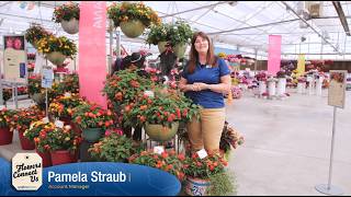 New Hot Blooded Mega Red Lantana