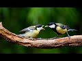 Newborn great tit bird is being fed by her parents