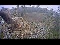 2017/04/10 19h14m Juras Erglis ~Eagles in~Successful Mating