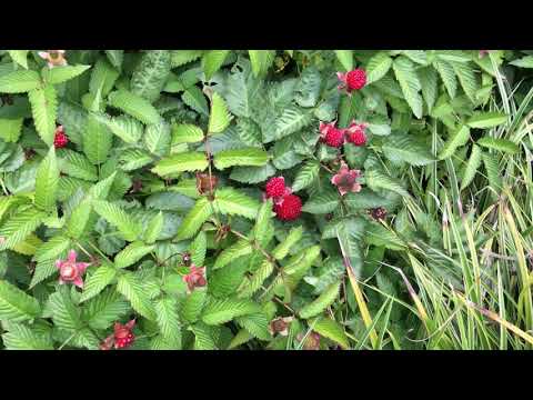 Вопрос: Какие характеристики малины розолистной (Rubus rosae-folius)?