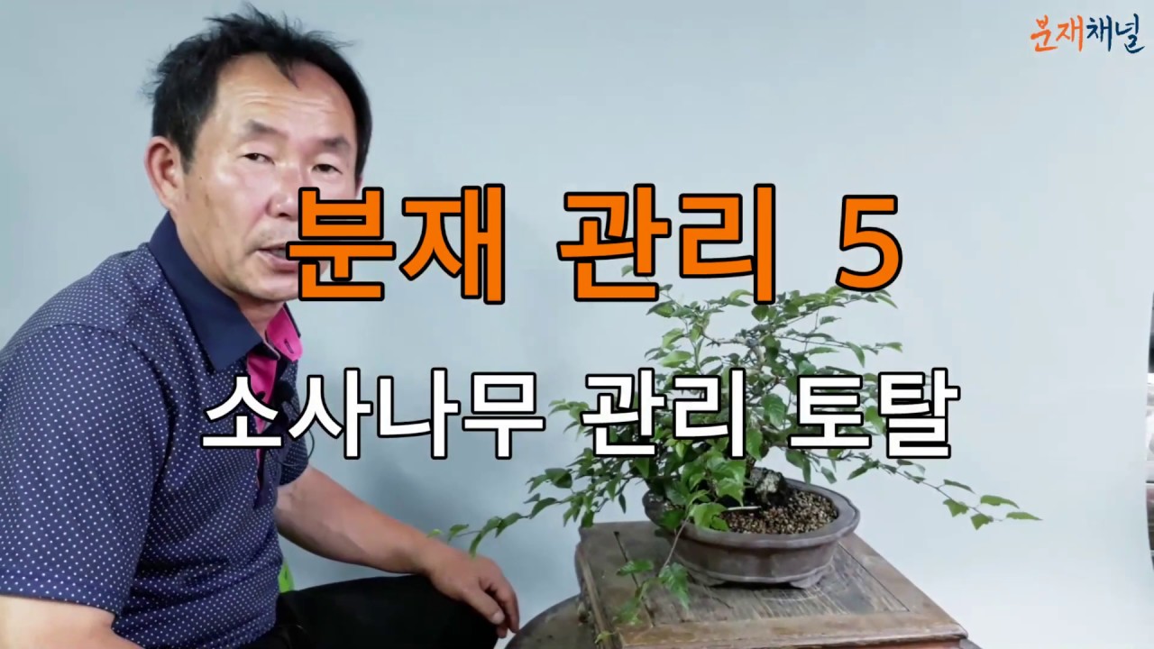 분재관리 5 소사나무 관리 토탈(2019/08/14)